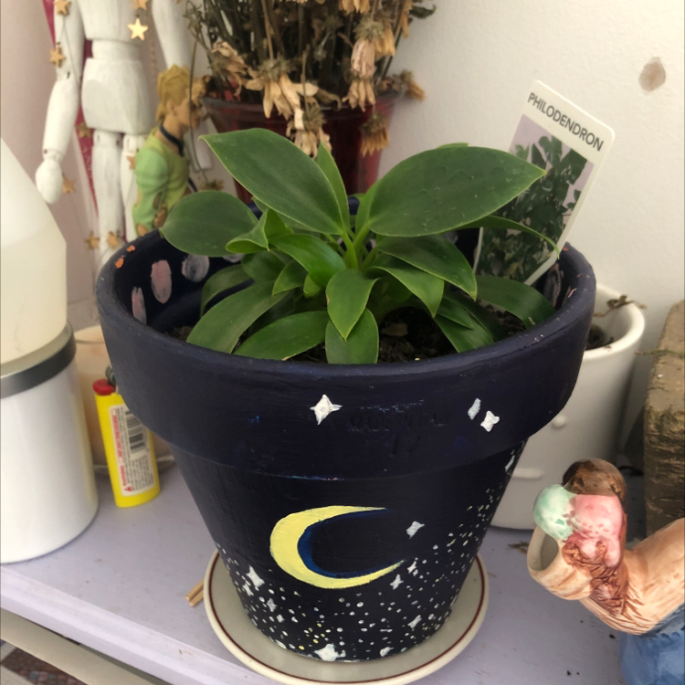 Philodendron Scandens plant photo by @Leah named Phil on Greg, the plant care app.