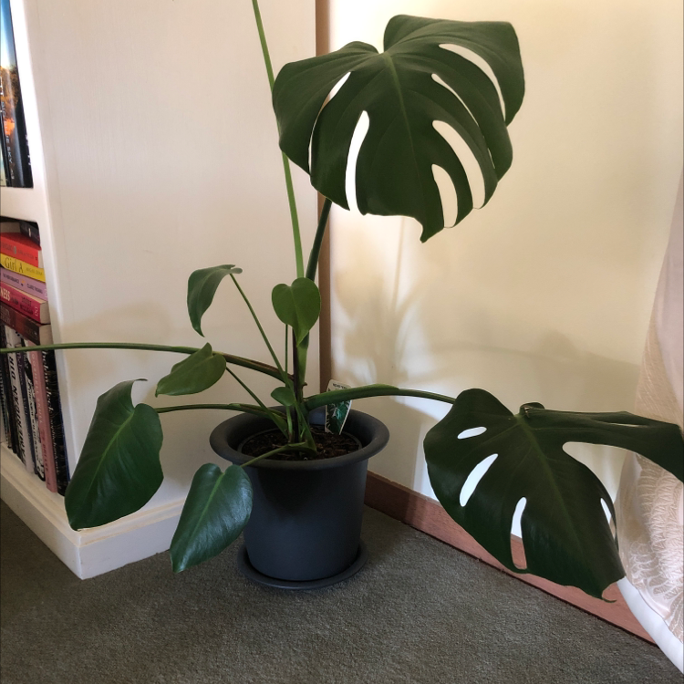 Monstera plant photo by @Leah named Dracula on Greg, the plant care app.