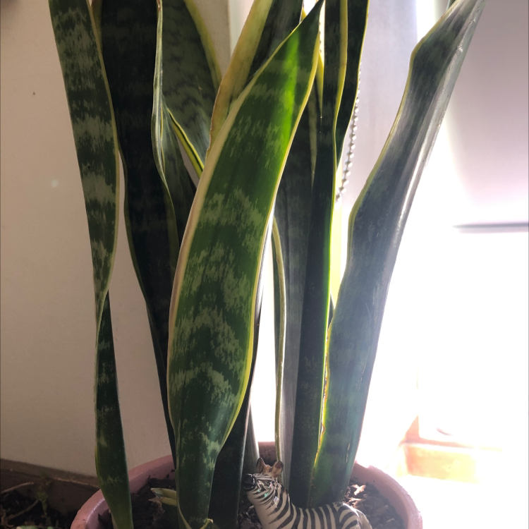 Snake Plant plant photo by @Leah named Medusa on Greg, the plant care app.