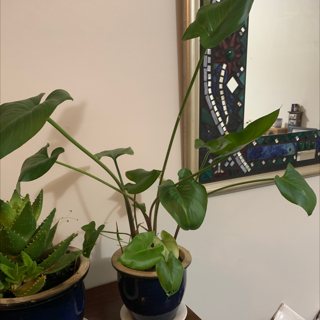 Arrowleaf Elephant Ear plant in a pot, with another plant visible in the same frame.