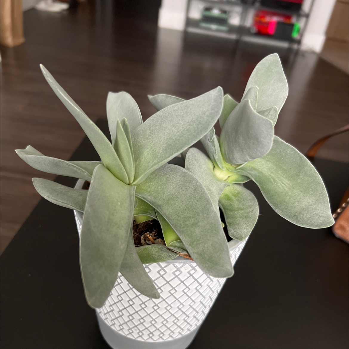 A well-framed image of a healthy succulent plant in a patterned pot.