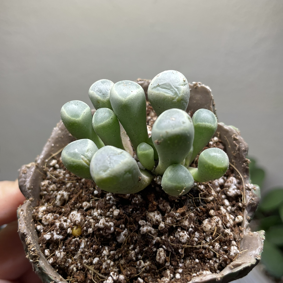 Healthy Baby Toes (Fenestraria rhopalophylla) succulent with visible soil.