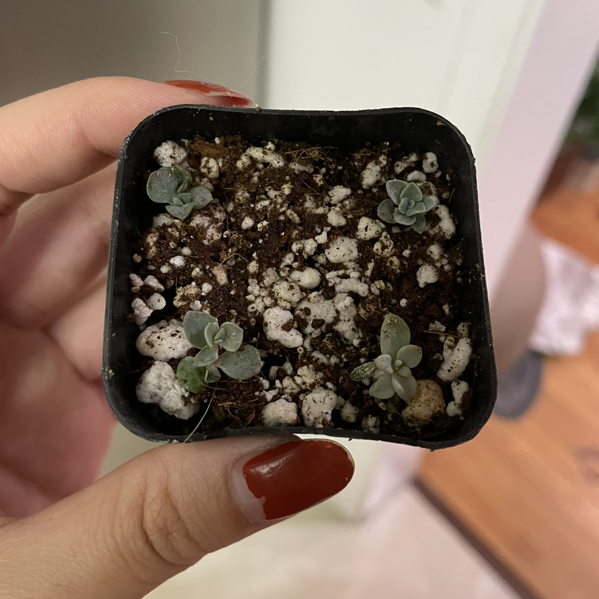 Purdy's Stonecrop in a small pot held by a hand, with visible soil and healthy plants.