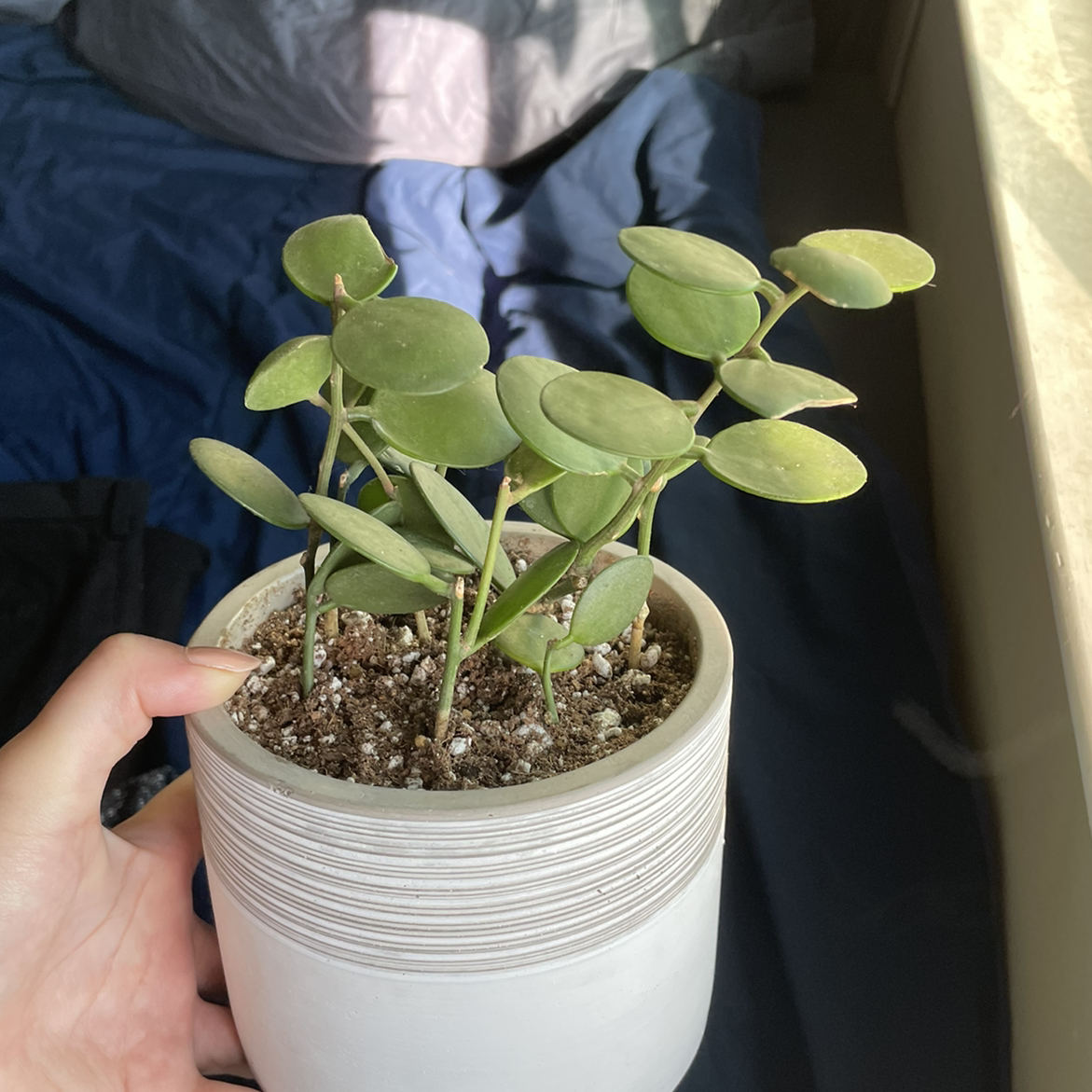 Photo of the plant species Silver Dollar Vine by @lightayber named String of coins on Greg, the plant care app