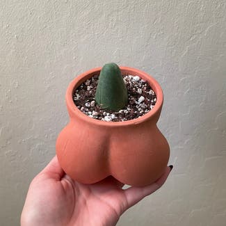 Penis Cactus plant in Somewhere on Earth