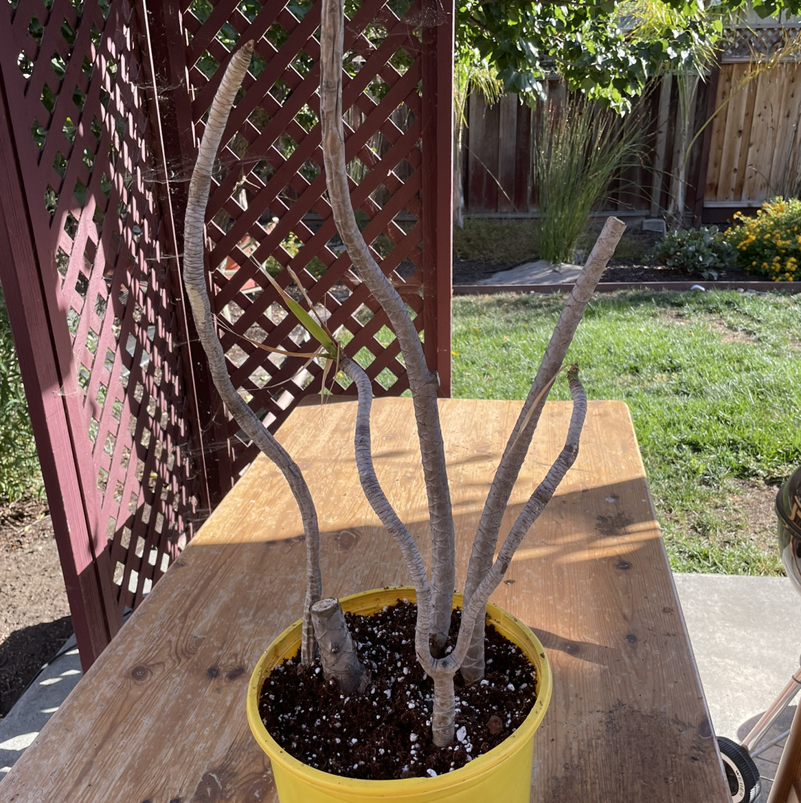 Dracaena 'Ray of Sunshine' plant in a yellow pot with bare stems and no leaves.
