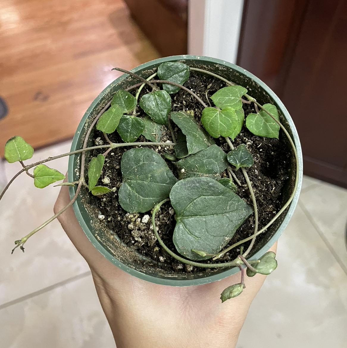 Photo of the plant species Orange River Ceropegia by @lightayber named String of hearts - orange river on Greg, the plant care app