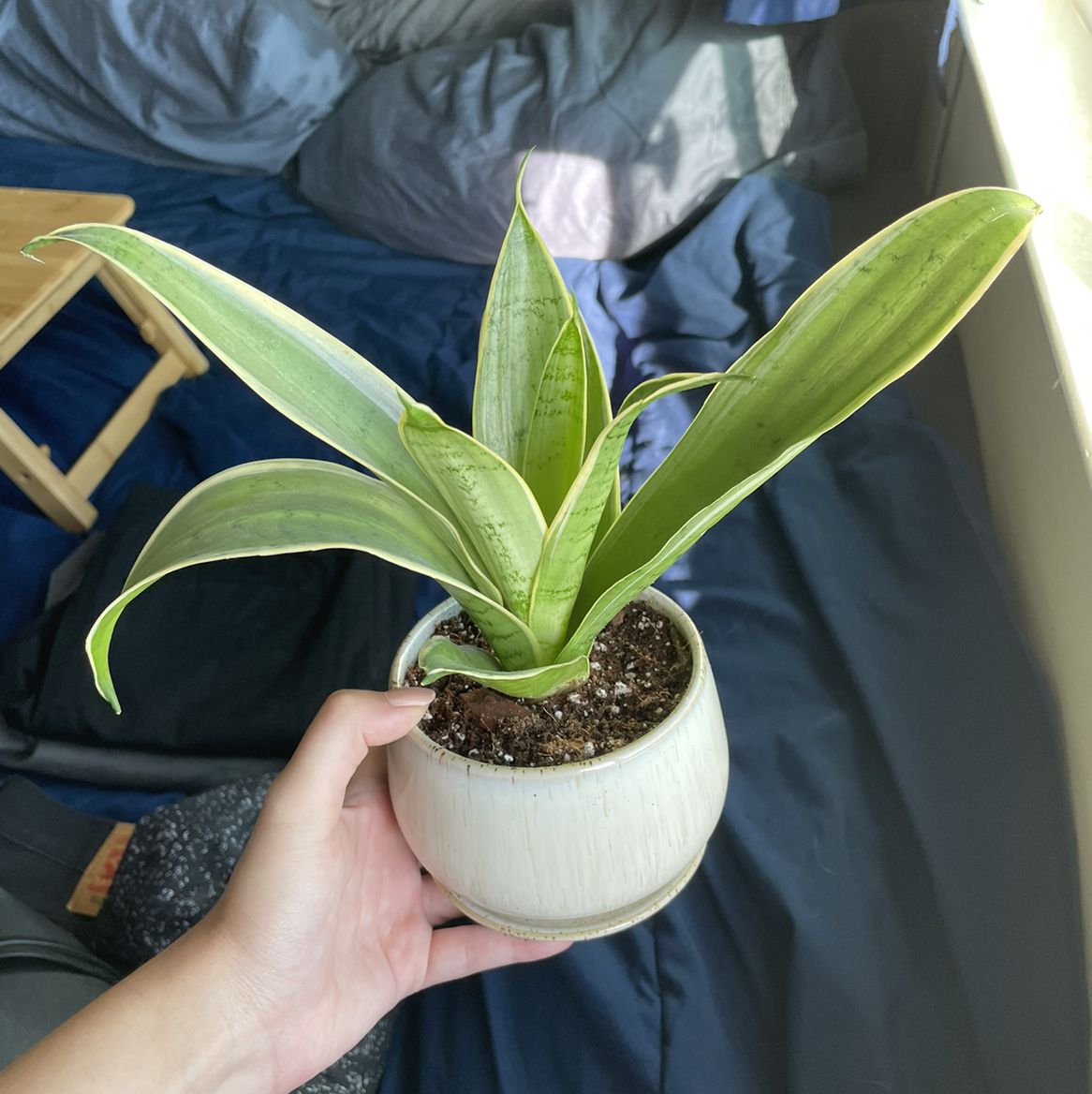 Sansevieria Night Owl plant in a small pot held by a hand.