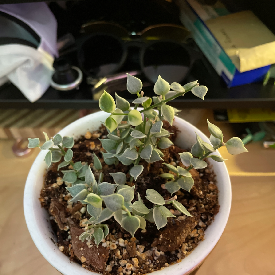 Photo of the plant species Million hearts by @lightayber named Dischidia ruscifolia on Greg, the plant care app