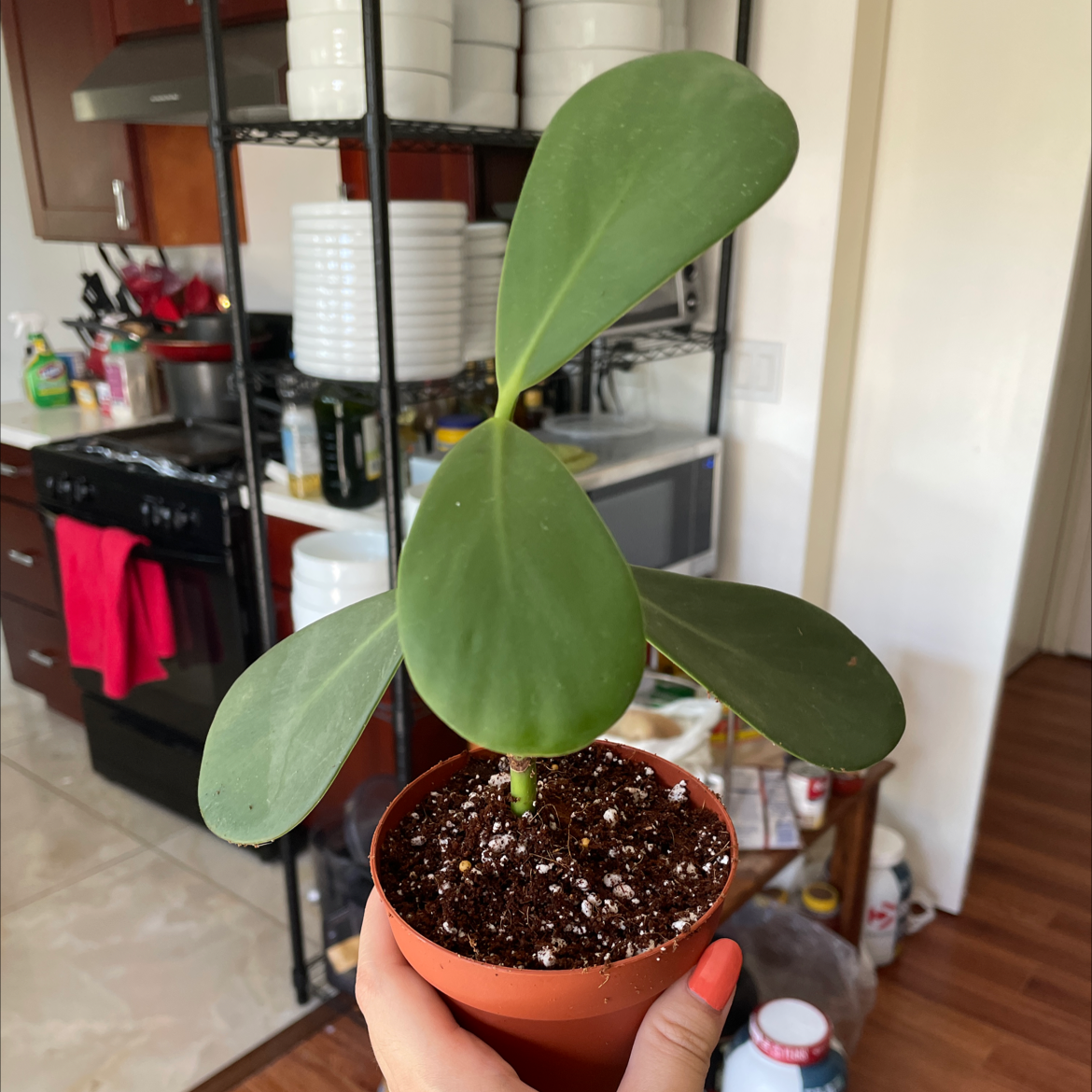 Potted Autograph Tree plant held by a hand, with kitchen items in the background.