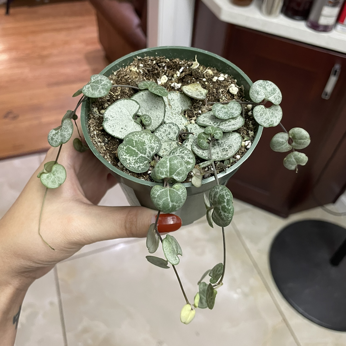 Potted String of Hearts 'Silver Glory' plant held by a hand, with visible soil.
