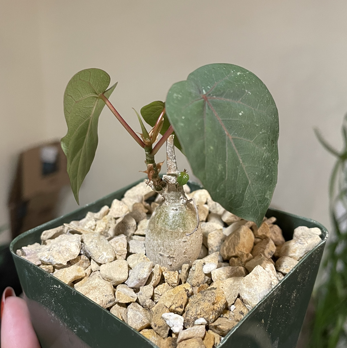 Photo of the plant species Petiolate Fig by @lightayber named Ficus petiolaris on Greg, the plant care app