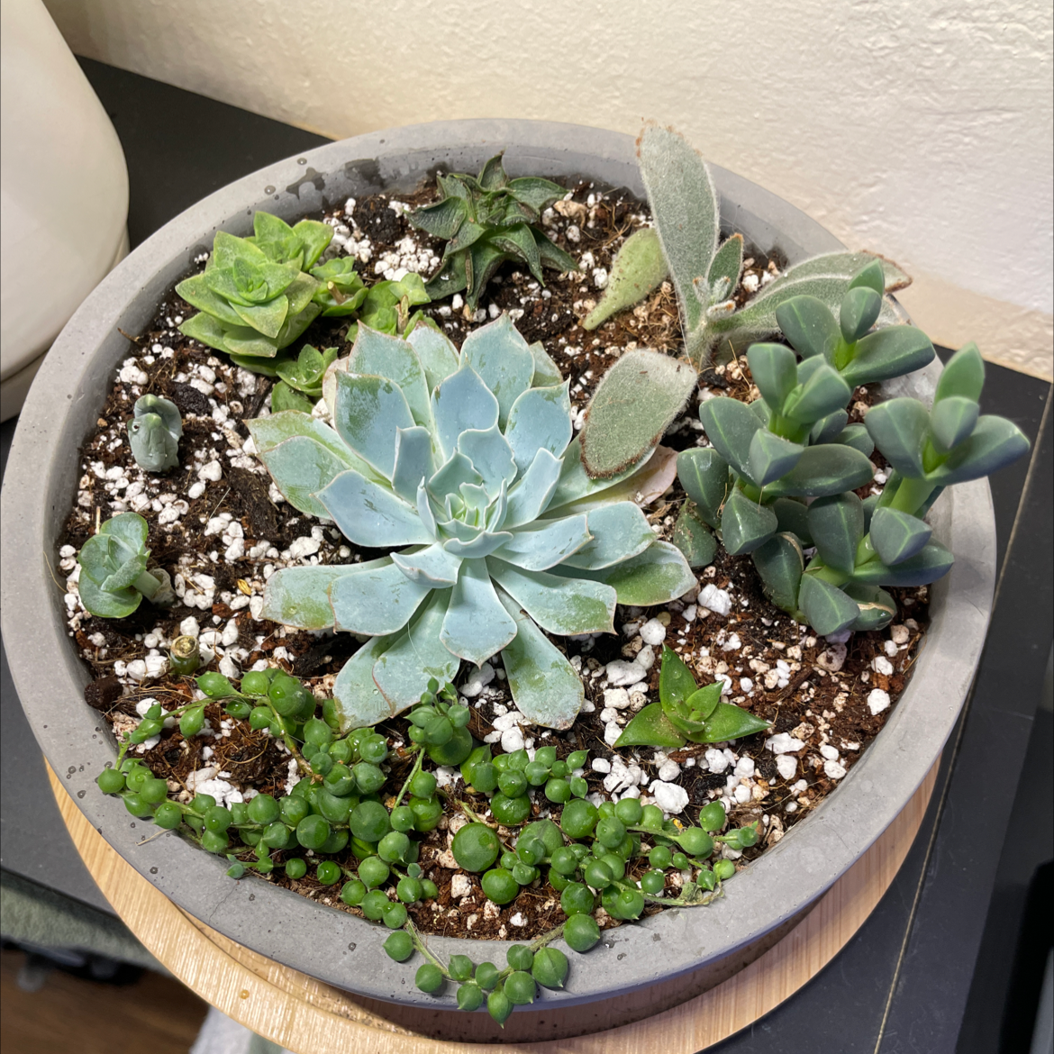 Potted arrangement of multiple succulents, including Graptoveria 'Lovely Rose' in the center.