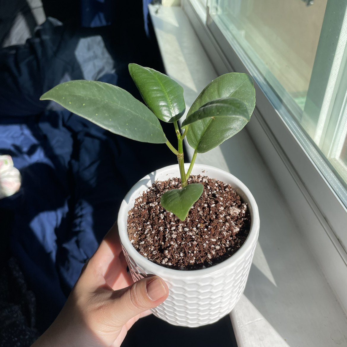 A healthy Ficus Robusta plant in a white pot with visible soil, held by a hand near a window.