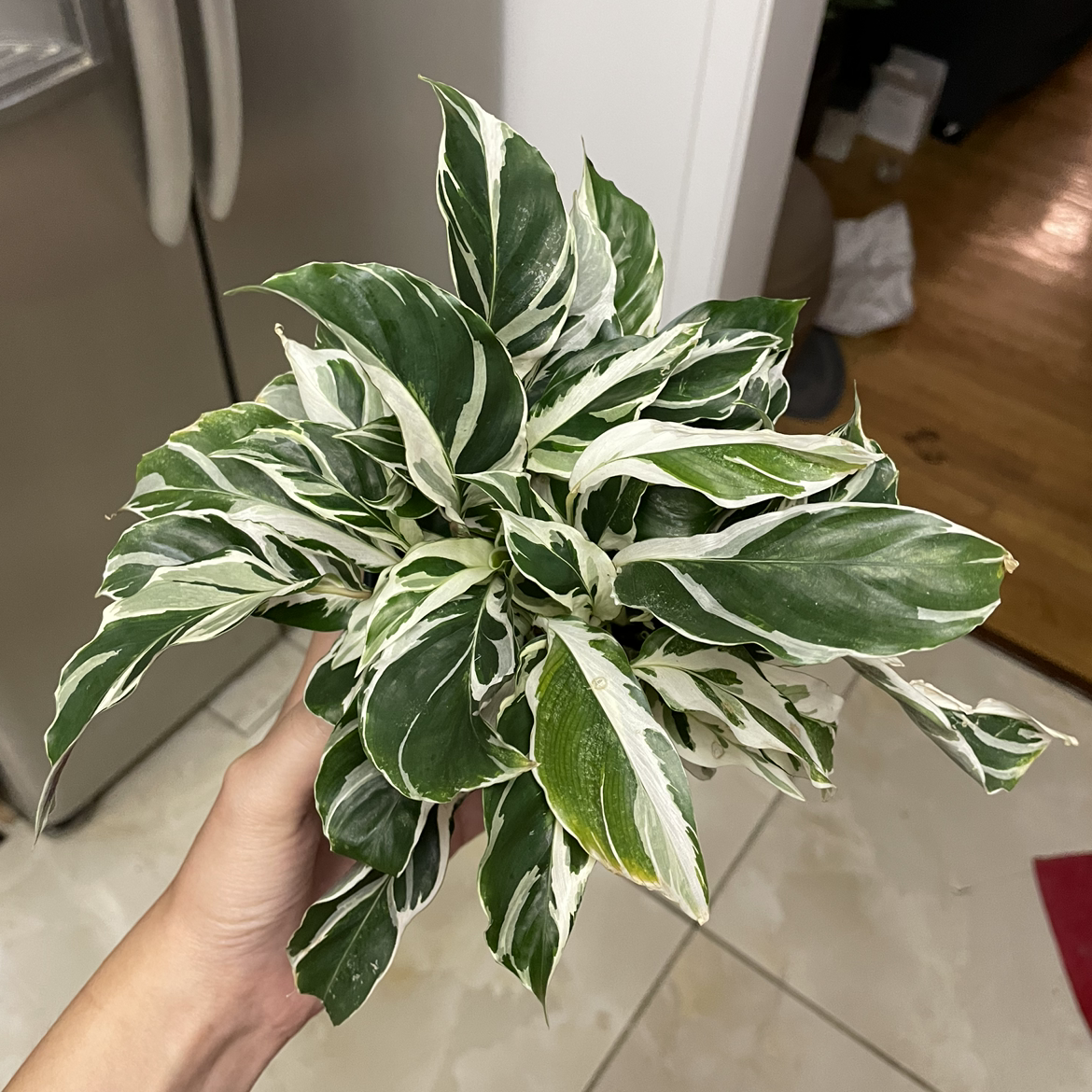 Calathea 'White Fusion' plant with variegated leaves held by a hand.