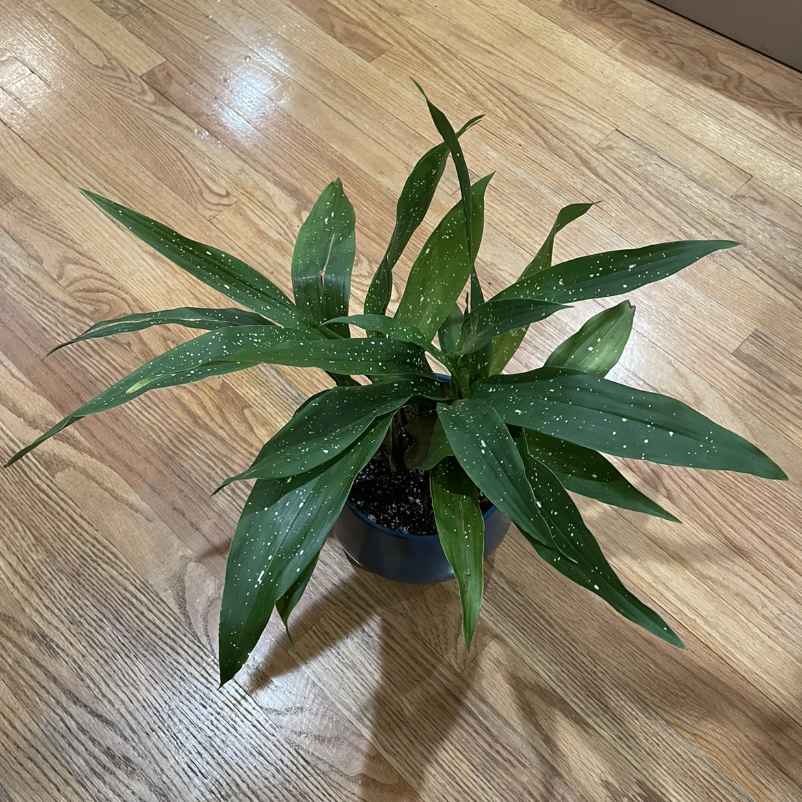 Cast Iron Milky Way plant with green leaves and white speckles in a pot on a wooden floor.