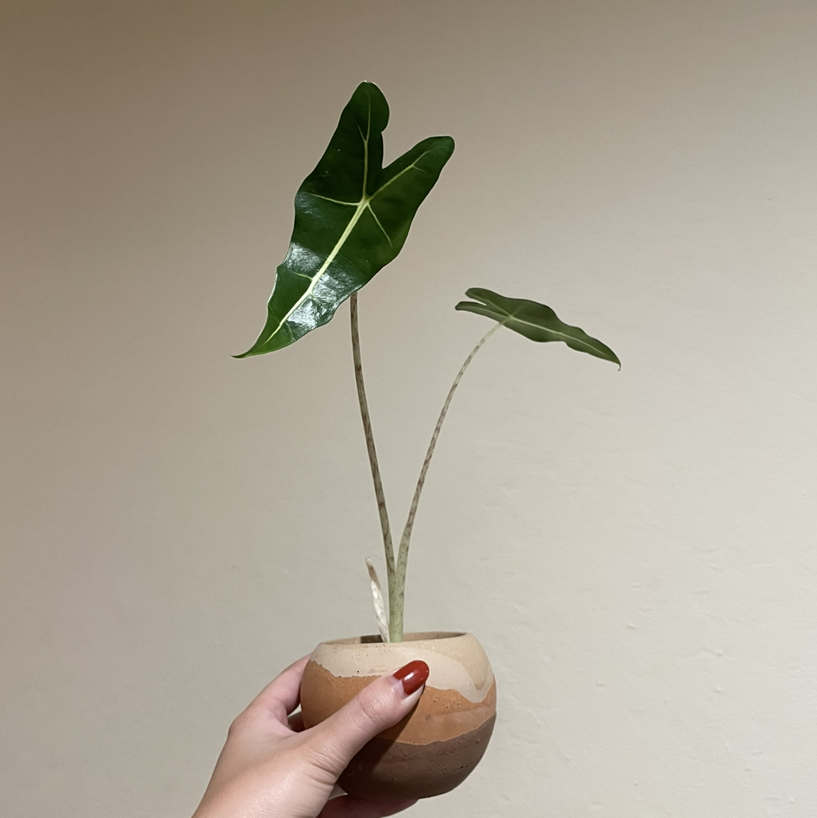 Alocasia 'Sarian' plant with two leaves held by a hand in a small pot.