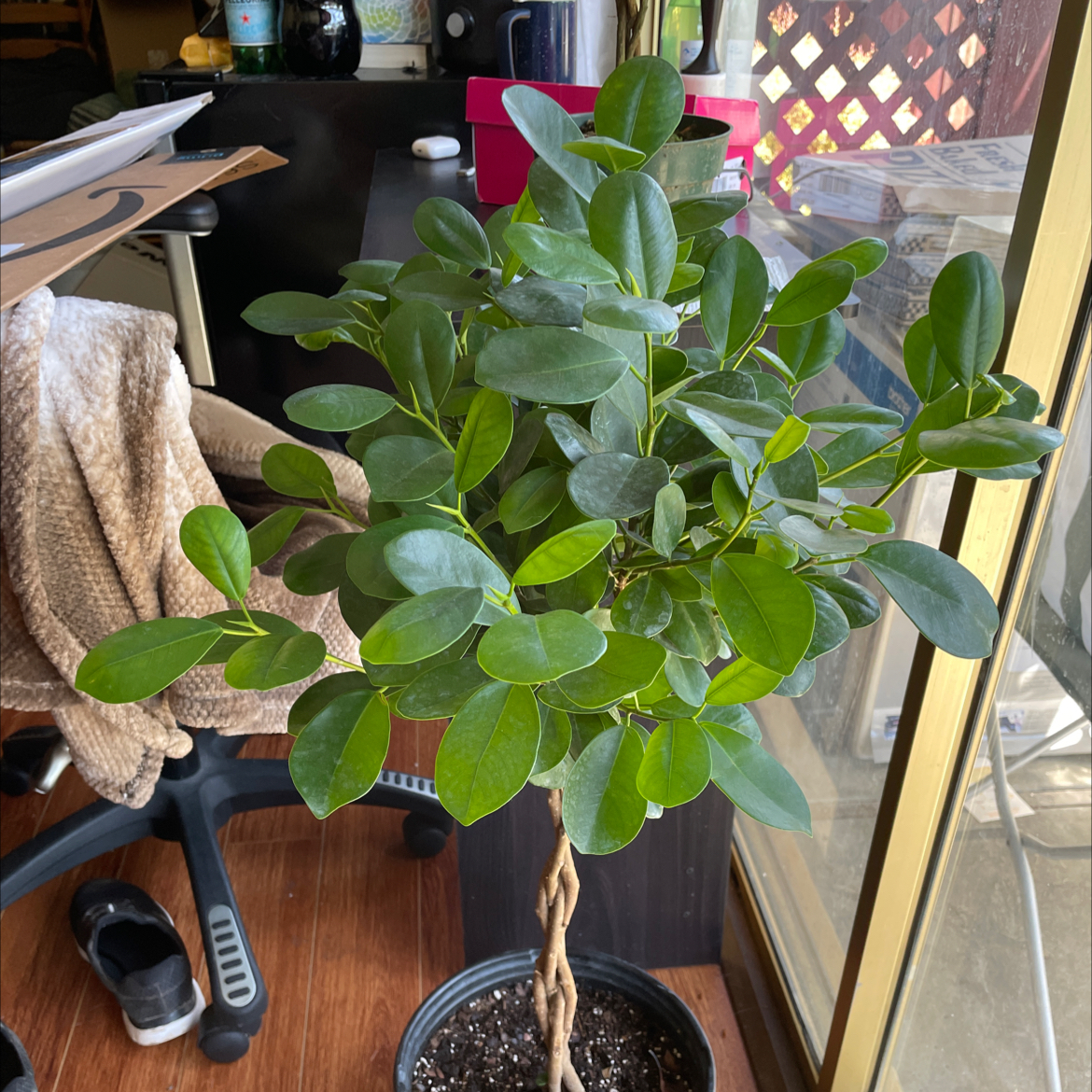 Healthy Ficus Moclame plant indoors near a window, vibrant green leaves, potted.