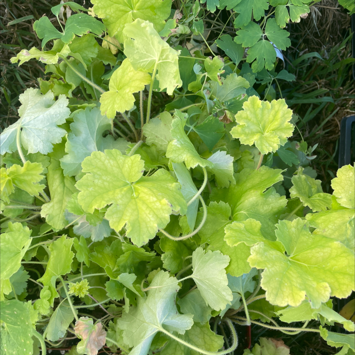 Plant care for Allendale Jinn Saxifrage on Greg, the plant care app