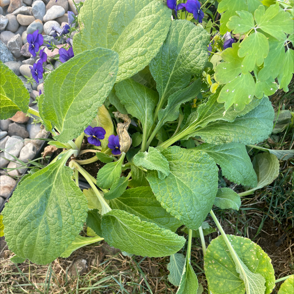 Mealycup Sage plant with broad green leaves and purple flowers.