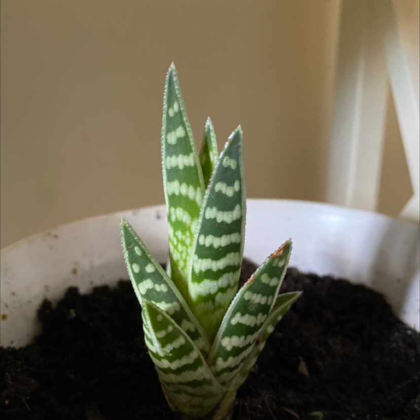 Photo of the plant species Tiger Aloe by Michala named spiky on Greg, the plant care app