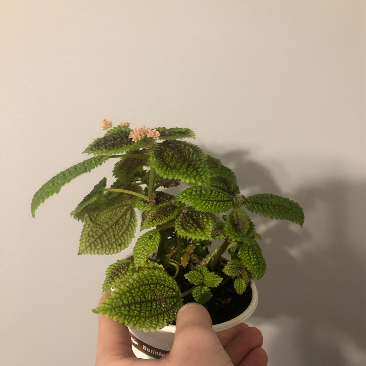 Pilea mollis plant with textured green leaves and small flowers, held by a hand.