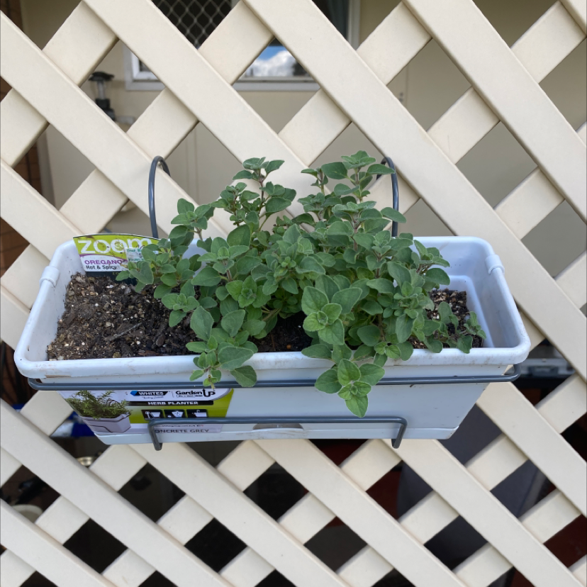 Photo of the plant species Hot & Spicy Oregano by @ItsMeStevieG named Hot & Spicy Oregano on Greg, the plant care app