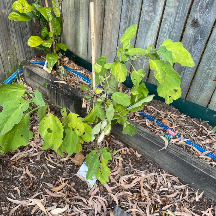 Eggplant plant in a garden bed with visible leaf holes and some discoloration.