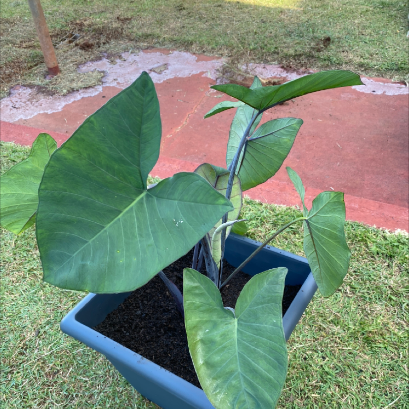 Potted Arrowleaf Elephant Ear plant with large green leaves, healthy appearance.