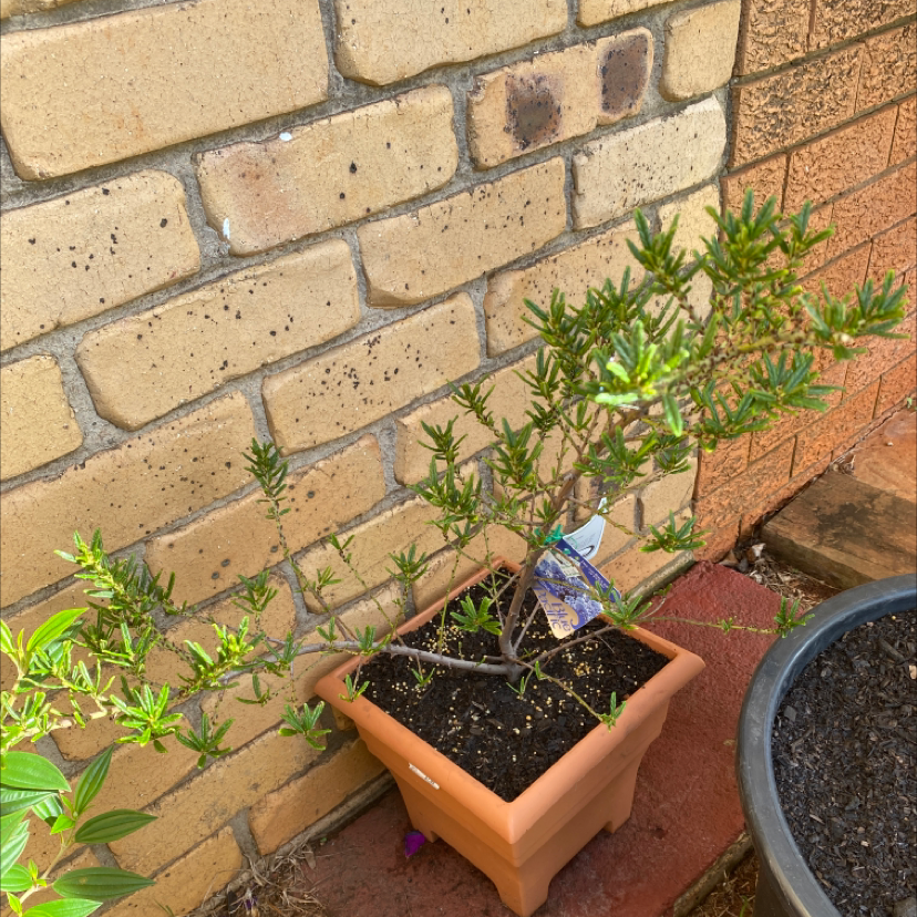 Photo of the plant species Wartleaf Ceanothus by @ItsMeStevieG named Blue Pacific on Greg, the plant care app