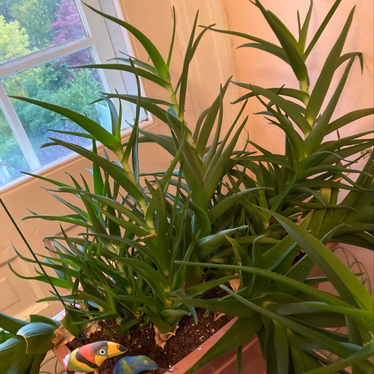 Healthy Climbing Aloe plant in a pot near a window, with green leaves and visible soil.