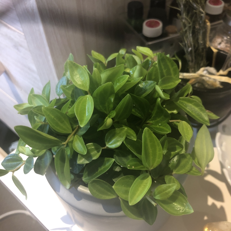 Healthy Radiator Plant with vibrant green leaves in a white pot.