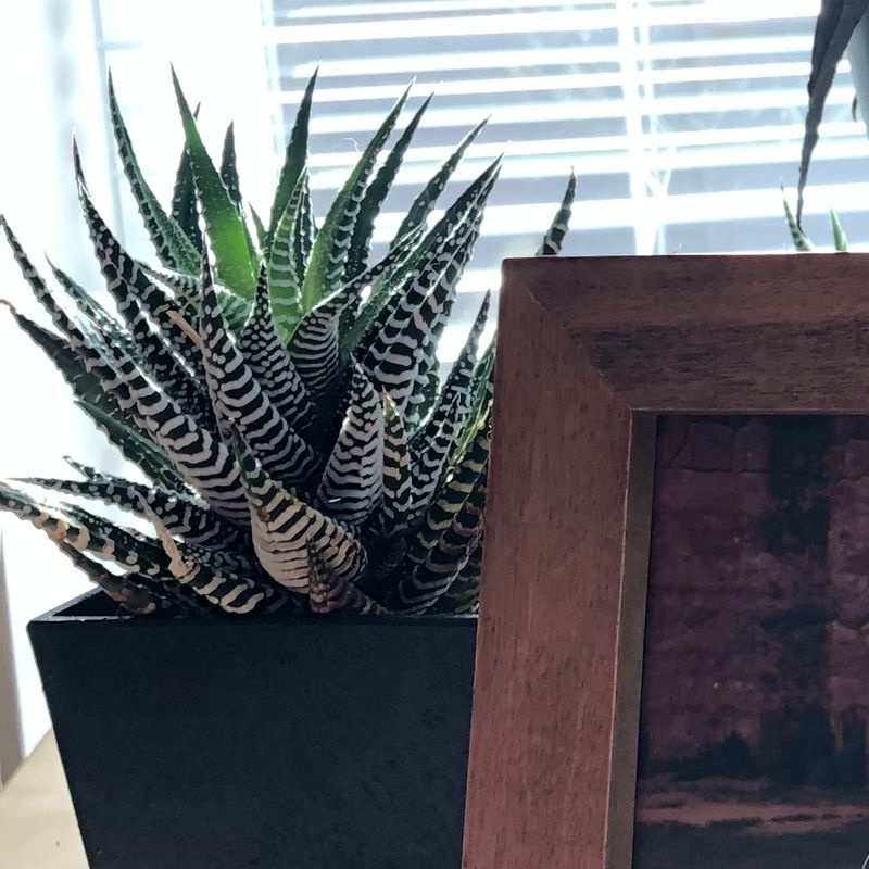 Healthy zebra plant with striped leaves in a black pot, photographed on a wooden surface.