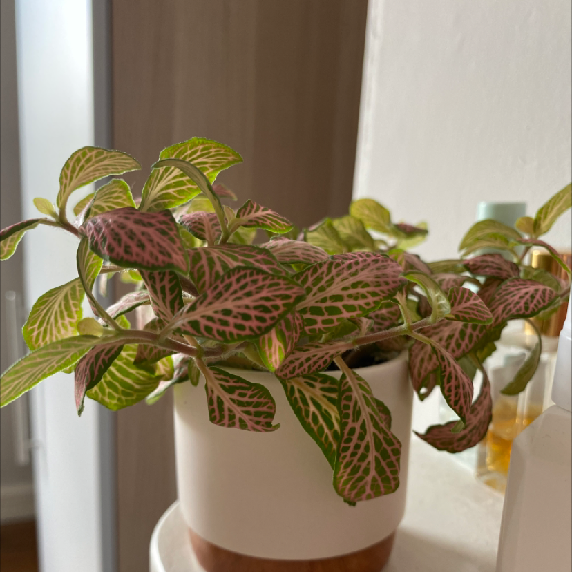Nerve Plant plant photo by @alice. named nerve on Greg, the plant care app.
