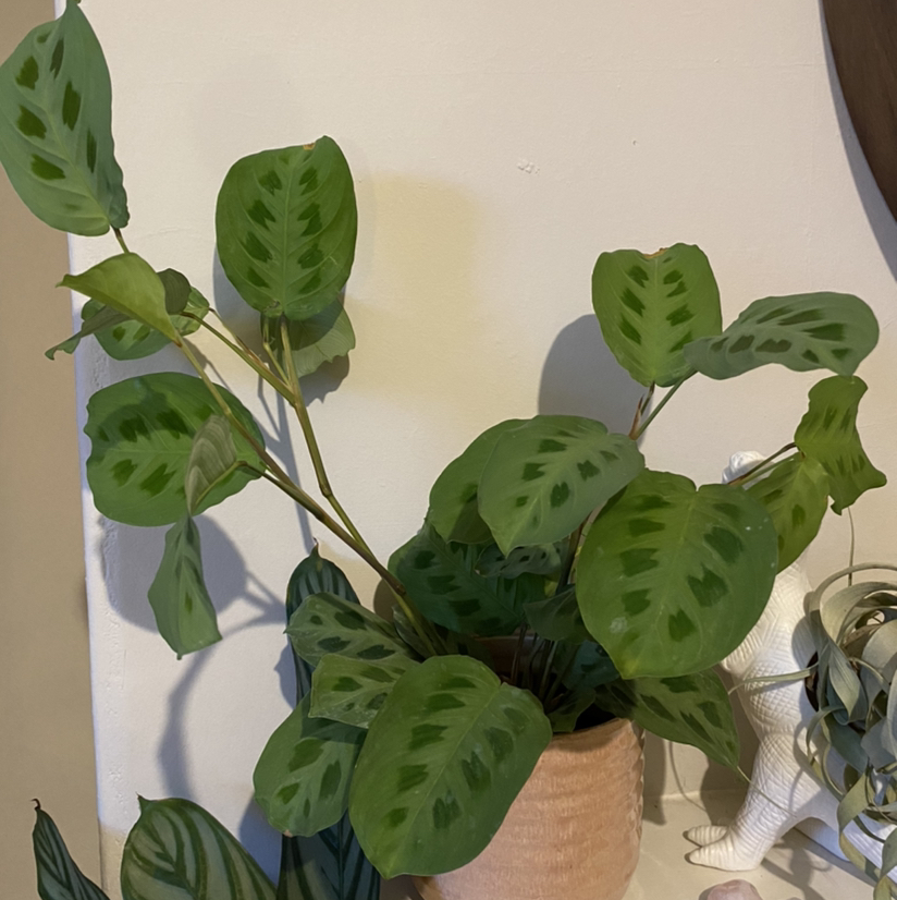 Variegated Prayer Plant with green leaves and darker green patterns in a pot.