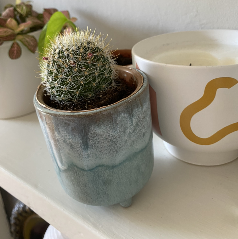 Healthy, round cactus with dense white spines growing in a gray ceramic pot, with gritty soil mix visible.