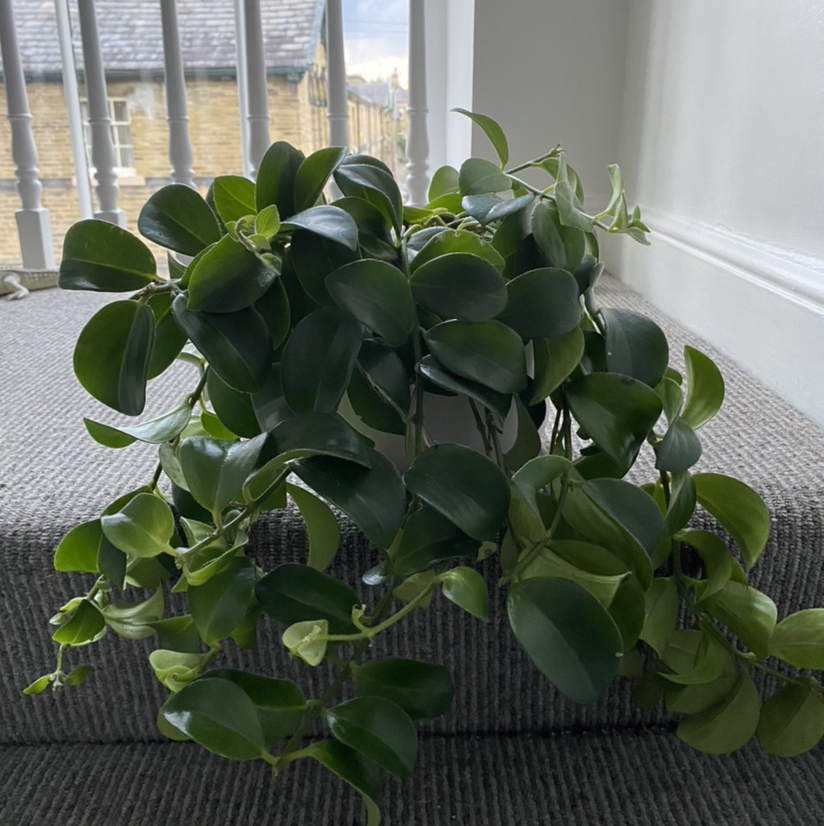 Healthy Lipstick Vine with lush green leaves placed on a carpeted stair.