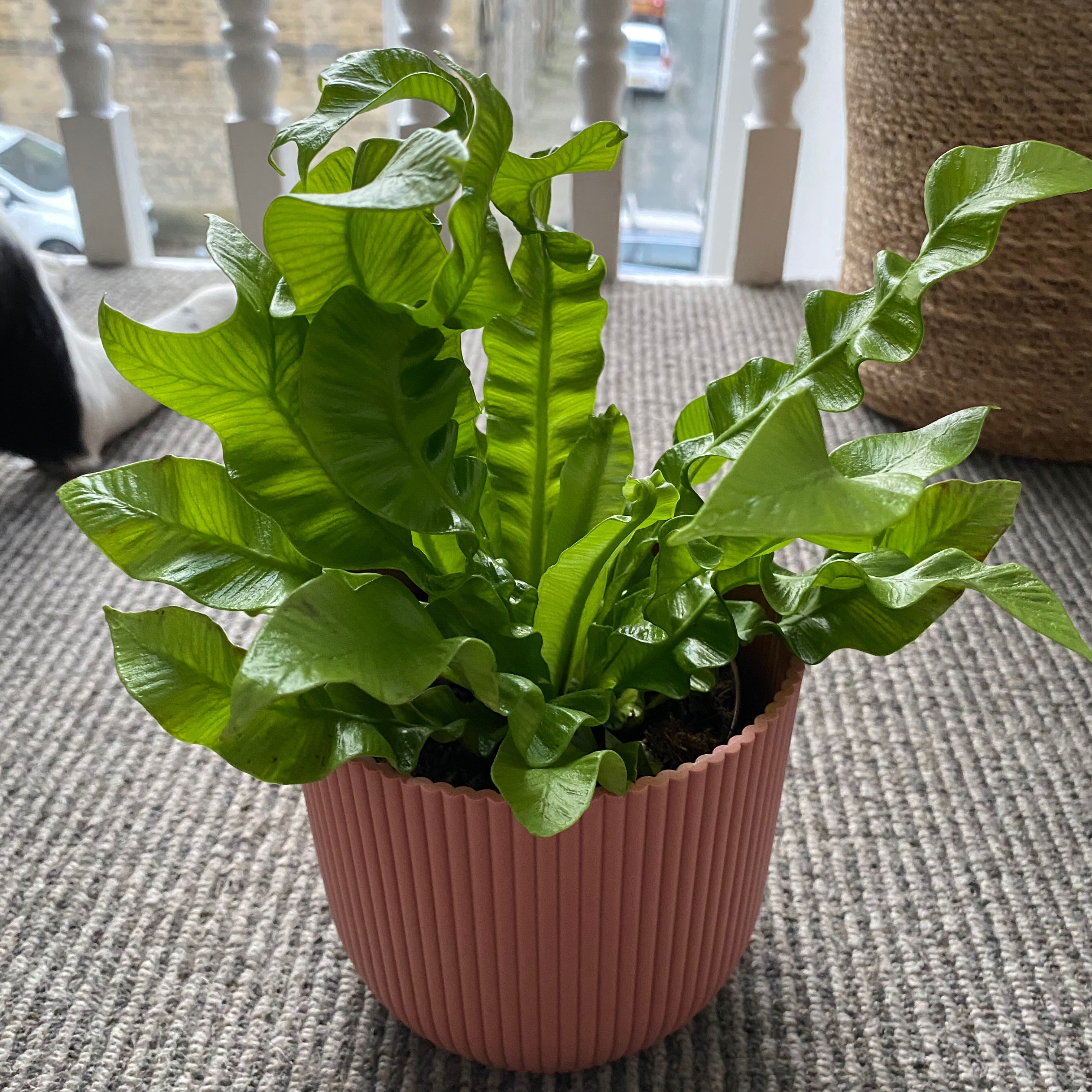 Hart's Tongue Fern in a pink pot on a carpeted floor, appearing healthy with vibrant green leaves.