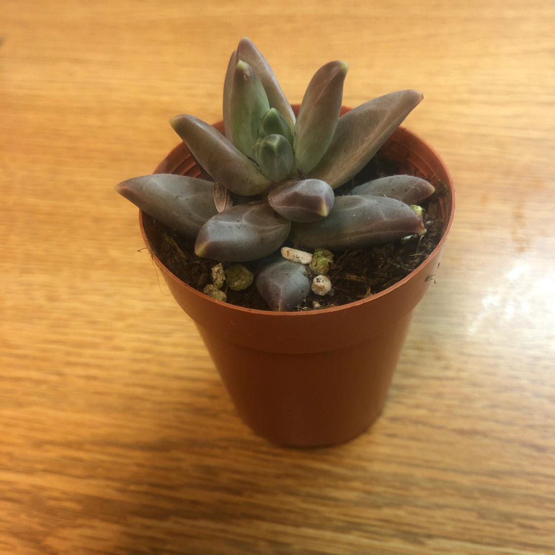 Graptosedum 'Darley Sunshine' succulent in a small pot, healthy and well-framed.
