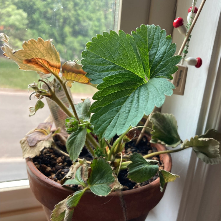 Potted California Strawberry plant with green and browning leaves near a window.