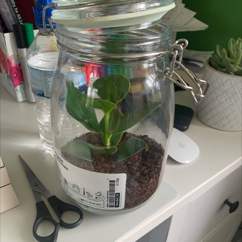 Photo of the plant species Dwarf clusia by @Beccaforey named Walle￼ on Greg, the plant care app