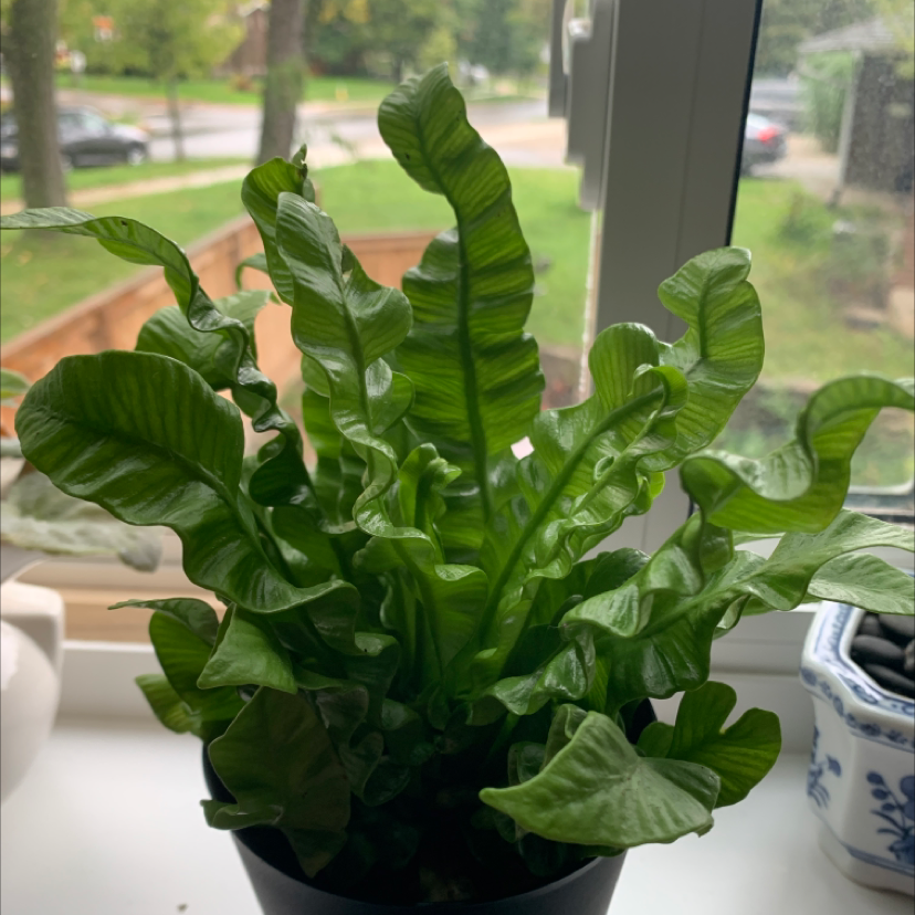 💧 How Much Humidity Does My Hart's Tongue Fern Need?