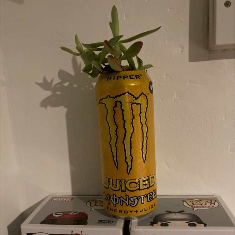 Hottentot Fig plant in a yellow Monster energy drink can, healthy and well-framed.