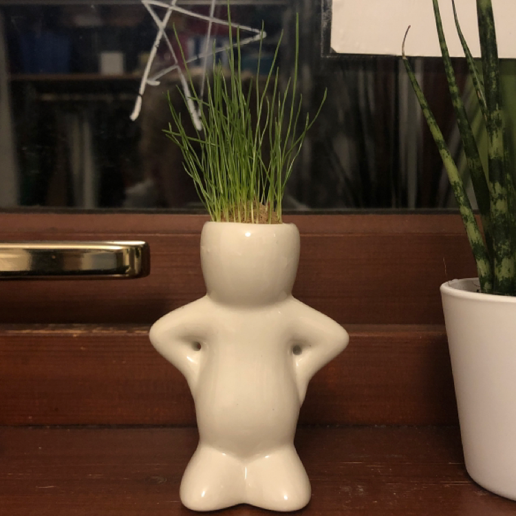 Orchard Grass in a human-shaped ceramic pot with another plant in the background.
