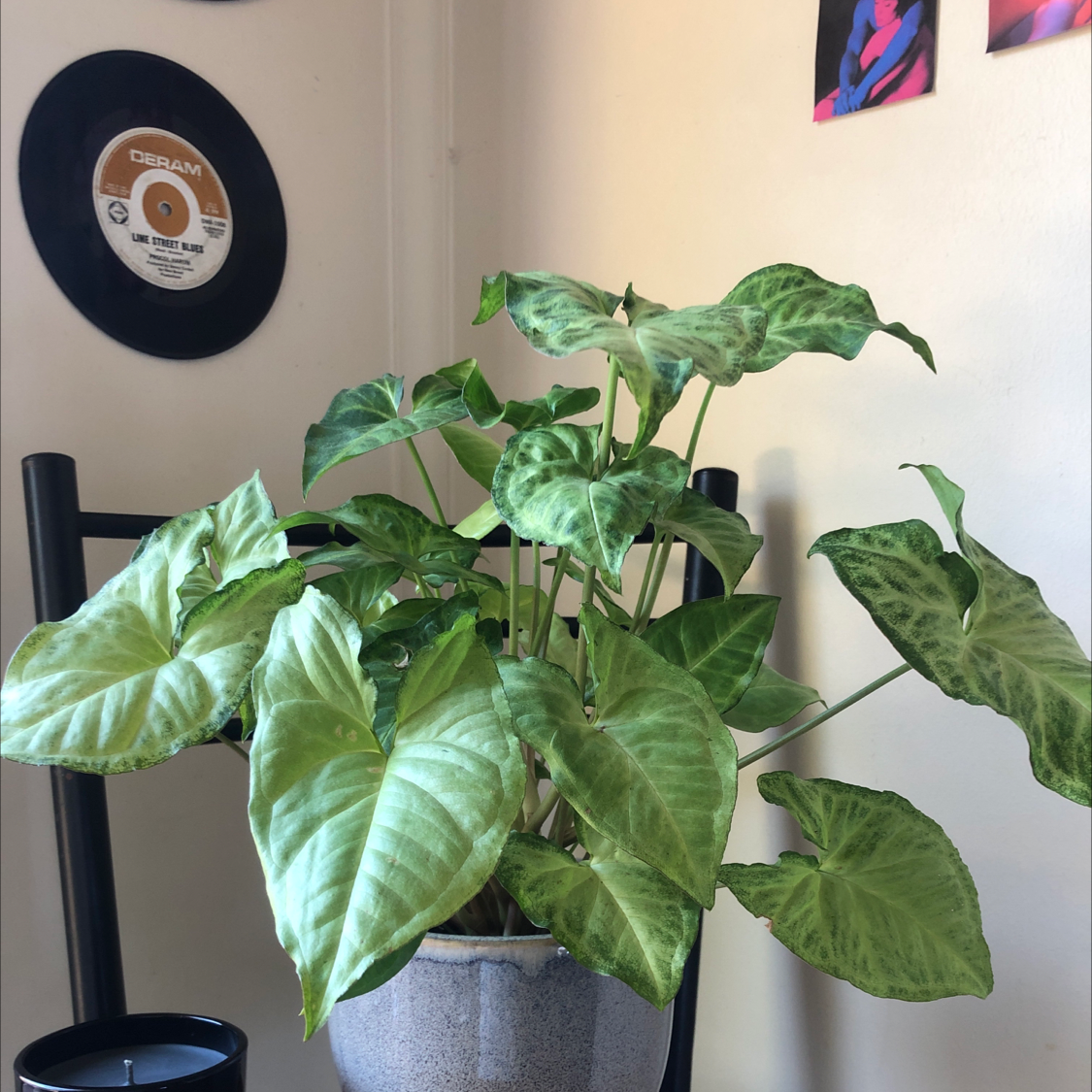 Arrowhead Plant plant photo by @Eviee named Cecil on Greg, the plant care app.