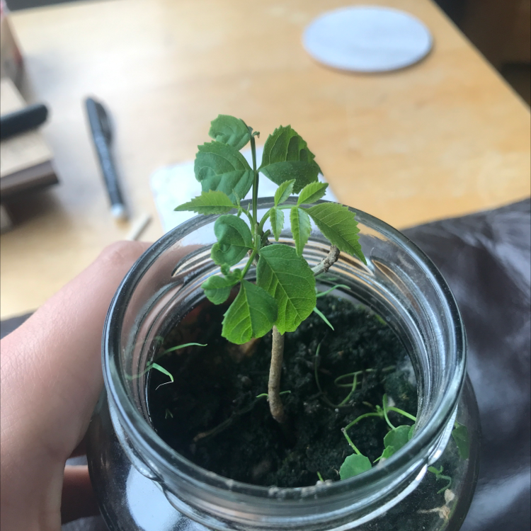 Young Tecoma capensis plant in a glass jar with visible soil and green leaves.
