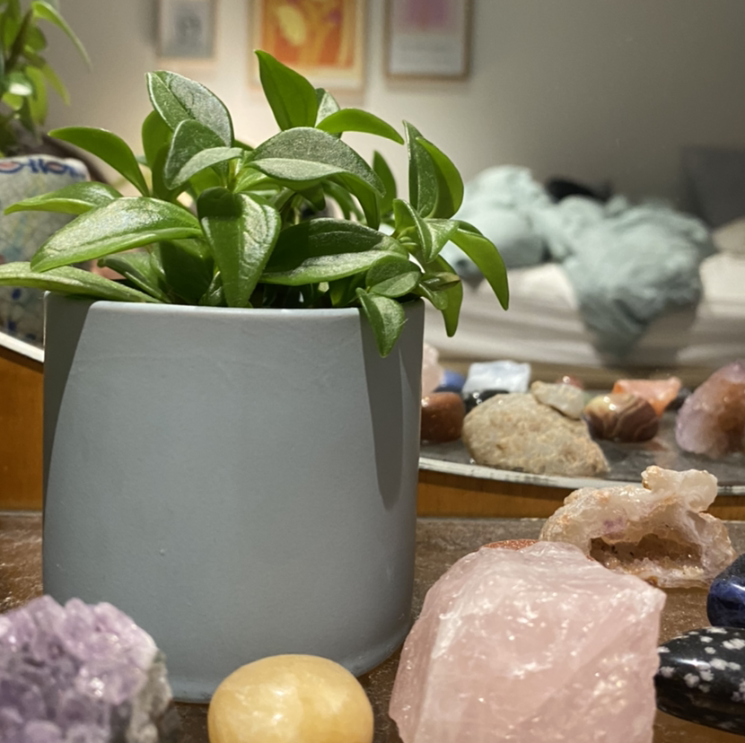 Baby Sun Rose plant photo by Trixie named penny on Greg, the plant care app.