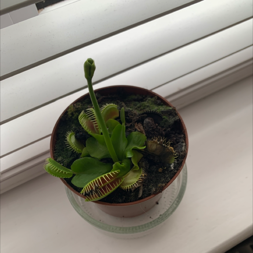 Red Piranha plant photo by @jealous.orchard named Conan on Greg, the plant care app.