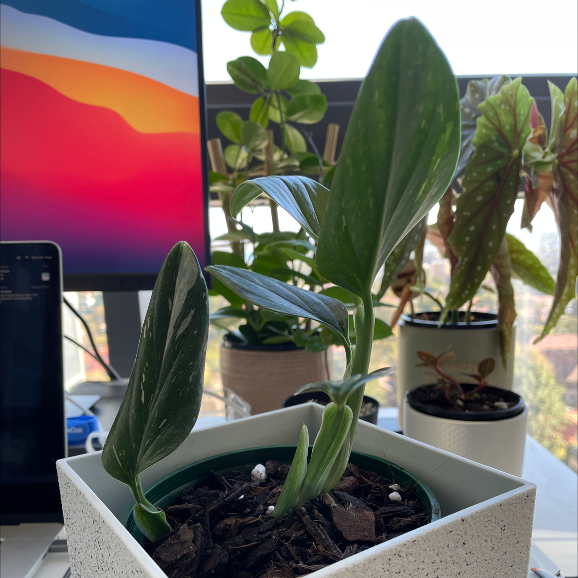 Monstera Cobra plant in a pot on a desk near a computer monitor, with visible soil and healthy leaves.