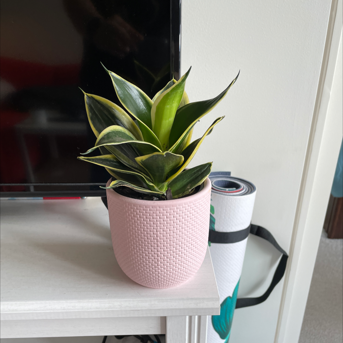Black Star Snake Plant in a pink textured pot, placed on a white surface.